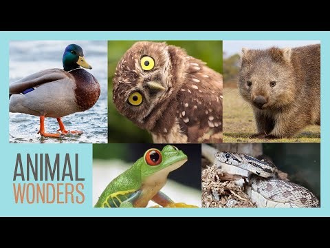 105 Weird & Fun Facts About Animals: How Many Do You Know?