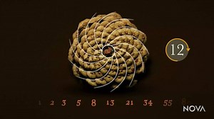 10K views · 236 reactions | The Fibonacci Sequence can be found throughout nature, such as in pinecones and flower petals. Does evolution favor these numbers, or is it just by chance? bit.ly/1Mf4iNZ | NOVA Education | Facebook