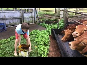 Feeding the weaners molasses