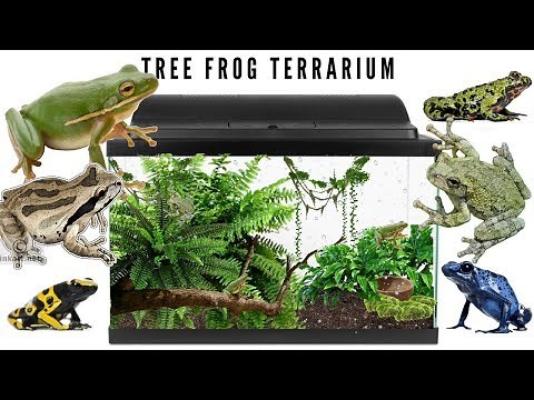 Setting Up A Tree Frog Terrarium