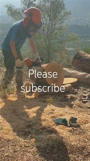 pine tree cutting #treecutting