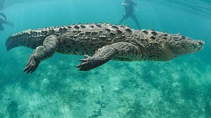 Discover How Fast Crocodiles Can Swim: Top Speeds and Interesting Facts!