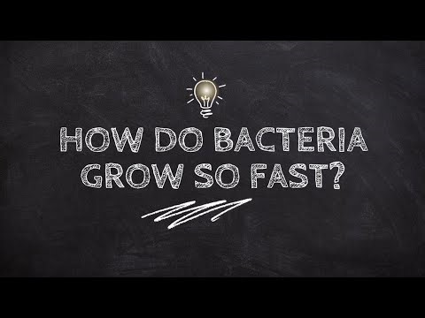 How Do Bacteria Grow So Fast? | Breakthrough Junior Challenge 2025