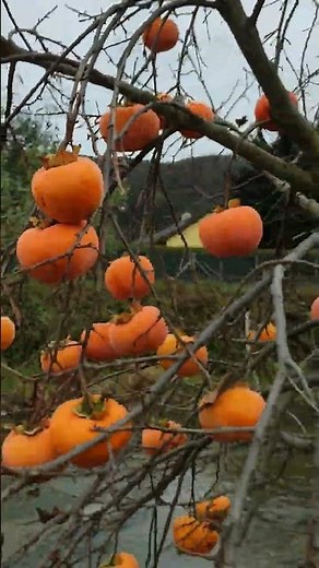 Kaki Frucht Kakibaum Honigapfel Persimone Sharonfrucht