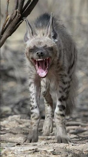 Everything you NEED to know about the striped hyena in 60 Seconds