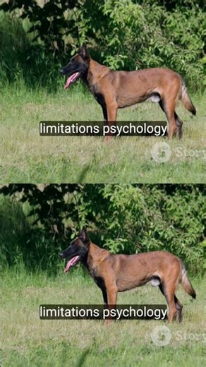 Belgium Malinois: Everything You Need To Know