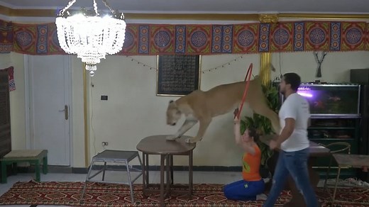 18K views · 191 reactions | Egyptian lion tamer Ashraf El-Helw decided to bring a lion home to perform a circus show online to entertain people in lockdown. | CTV News | Facebook