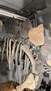 Moritz the Hesperosaurus: Armored Herbivore of the Jurassic