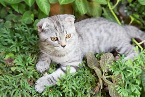 Scottish Fold Munchkin Cat: The Instagram Famous Cat We All Love