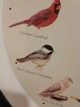 My third clock with these specific bird sounds. Details in description.