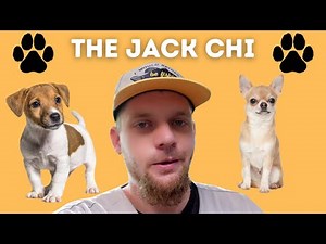 The Jack Chi: Jack Russell Terrier Chihuahua Mix Breed