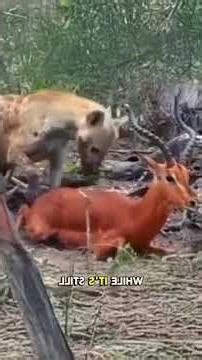 Hyenas Eat Their Prey ALIVE — The Habit Everyone Hates 😬🧟‍♂️