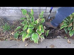 Hostas looking sad. Don't worry, Charlie will revive them.