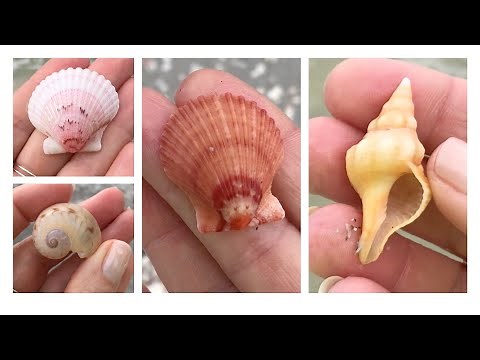 Sanibel Island Shelling + Virtual Beach Walk. Shell hunting in the seashell capital of the world.