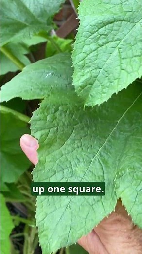 How to Grow Zucchini Vertically