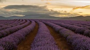 7K views · 77 shares | This magnificent time lapse video of an early January evening at Bridestowe Estate might be one of our favourite shots ever... This is still our current view as of 7th Jan, and we welcome visitors every day from 9am-6pm. See you soon! Video by Ben Swanson Photography. | Bridestowe Lavender | Facebook