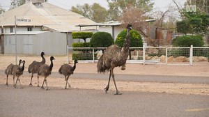 515K views · 900 reactions |  EMU IN TOWN WITH CHICKS IN TOW  Is this a sign of rain for outback Queensland? Remember if you see emus, brolgas, bustards, kangaroos or any other wildlife in town: they have right of way, so slow down and go around. And if you get any photos or videos please share them with us!  | ABC Western Queensland | Facebook