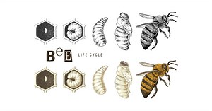 Bee Life Cycle - Learn About Nature