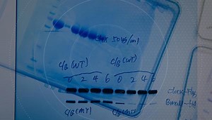 Dr. Joseph Takahashi: Circadian Revelations | Brain | Discovery | UT Southwestern Medical Center