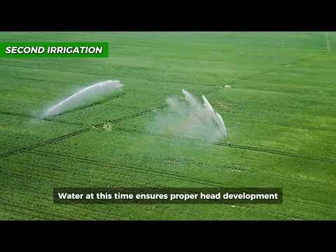 Wheat Crop Full Guide | How to Start Wheat Farming | Step-by-Step Wheat Cultivation for High Yield