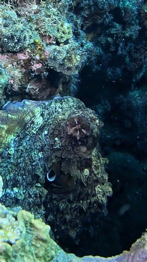 Poulpe #plongee #scubadiving #reunion_island #octopus #underwaterlife