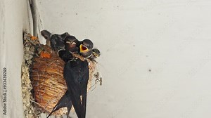 Barn swallow feeding the babies in the nest wth sound