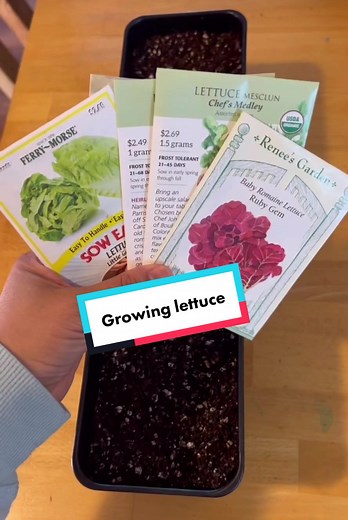 Lettuce is one the easy crops to grow from seed. And yes, you can expect to harvest in 30-65 days. It depends on the growing condition and the varieties you are growing. My fave lettuce is romaine lettuce of all varieties, and Great Lake lettuce. I love crunchy lettuce. In this video, I mix my favorite lettuce seeds together to have all my favorite lettuce to eat. I use a 4” deep container to fill the soil in about 3.” tall. Spray the water, then sprinkle the seeds and use your hand or any tools