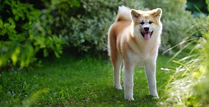 Akita Breed Guide