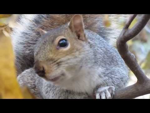 The Sound A Squirrel Makes