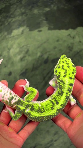 75K views · 1.7K reactions | Leopard geckos aren’t just beginner-friendly — they’re lifelong companions. Small tanks, easy care, and stunning colors made them the perfect family reptile. What started as a simple pet quickly became a passion for so many  Want my free leopard gecko care guide? Comment “leopard gecko” and I’ll send it to you! #LeopardGecko #ReptileCare #GeckoParents #Geckopia #ReptileLovers | Geckopia | Facebook