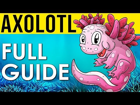 Axolotl Care Guide | All You Need To Know To Take Care Of An Axolotl!