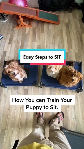 Easy Puppy Dog Training Tips: Teaching Your Havanese to Sit