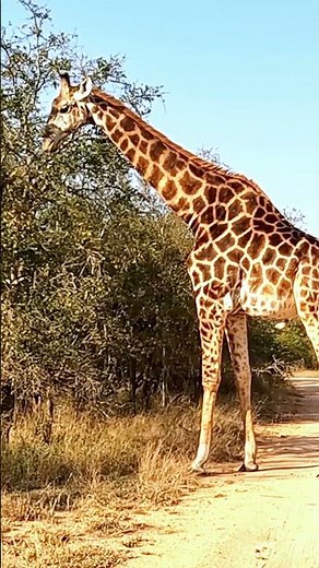 How Does Giraffe Coat Colour Vary Across Subspecies?