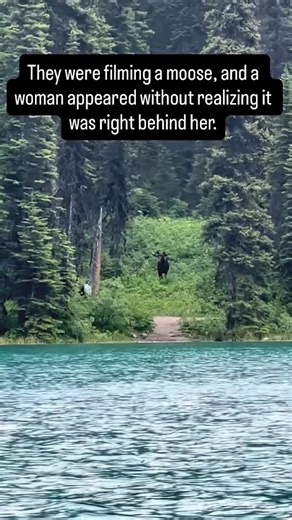 We Love You Hikers ❤️ on Instagram: "HIKING SAFETY TIP — WILDLIFE AWARENESS (MOOSE) Moose are responsible for more injuries to humans in North America than bears. Why? Because people underestimate their size and speed. Key facts hikers should know: • An adult moose can weigh 400–600 kg (880–1,320 lb) • They can run up to 35 mph (56 km/h) • Moose are highly territorial, especially near water, calves, or during rut season • Most incidents happen because hikers don’t realize how close they are Hike