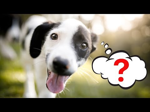 Why Dogs Go Crazy for These 10 Sounds (And Sounds That HURT Them)