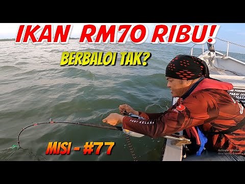 #77 - IKAN RM70K - Berbaloi Ke Tidak?
