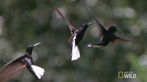 2K views · 8.4K shares | Hummingbirds are the ultimate aerial acrobats - they can fly backwards, rotate on the spot, and even fly upside down! See them in action: | National Geographic Animals | Facebook