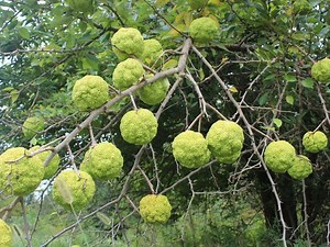 The Osage orange tree's purpose evolved as history developed