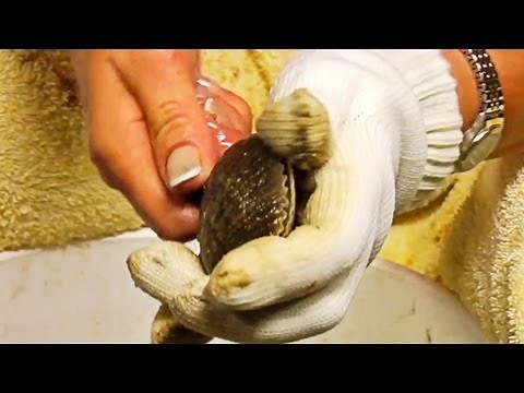 How to Clean Scallops
