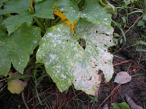 Does Apple Cider Vinegar Kill Powdery Mildew? (How to Use it)