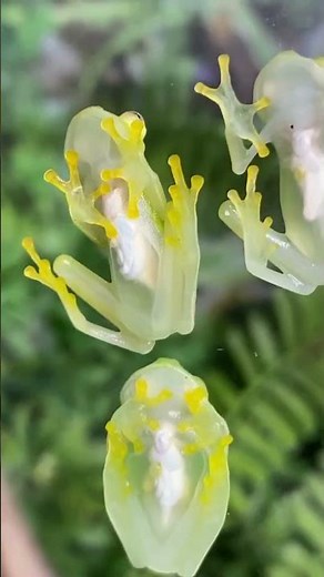 The transparent mystery of glass frogs