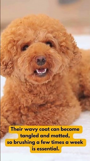 Maltipoo dogs 🐕 5 FACTS