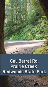 117K views · 6.2K reactions | Hollow but still alive? Yep, this is just one of the magical things that redwood trees can do. You've heard the saying that "You can't see the forest for the trees" but have you ever seen the forest through a tree? You can now. | Redwoods Rising | Facebook