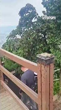 Des millions d’insectes volants envahissent une région de Corée du Sud