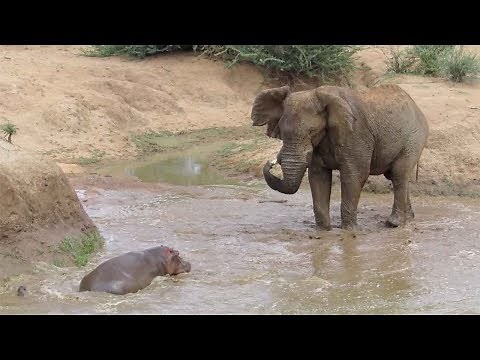 Elephant Vs Hippo In Intense Standoff