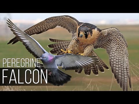 PEREGRINE FALCON - Bird Slayer and Dive master! The Fastest Animal on the Planet