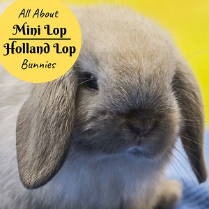 Bunny Breed and Size Guide: Mini Lop (Holland Lop) Rabbits