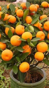PIXIE ORANGE & TANGERINE FARMING IN UGANDA🍊🍊🍊🍊🍊🍊🍊🍊🍊🍊 Pixie oranges & tangerines are dwarf exotic grafted citrus trees that produce deep yellow-orange citrus fruits. These are extremely succulent and very sweet and these have dominated the market. These only take 1 year to start fruiting and ripen within 4-6 months. These are favourites to so many due to their delicacy in both juice cocktails and plain juices. They also act as an ornamental jewell in homes due to their beauty. These can