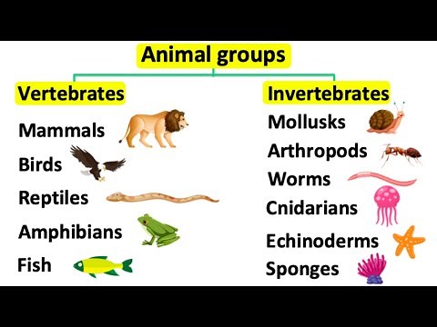 Animal groups | Vertebrates & invertebrates