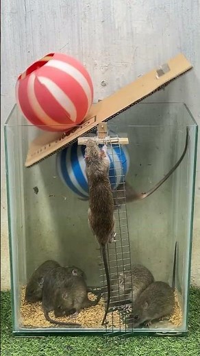 Best home mouse trap/best mouse trap